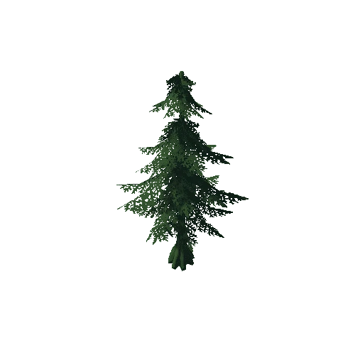 Young Fir Tree 1